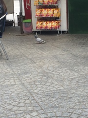 Columba livia domestica
