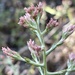 Pink Everlasting - Photo (c) Alan Siegel, some rights reserved (CC BY-NC), uploaded by Alan Siegel
