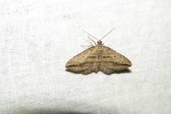 Orthonama vittata