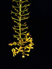 Lophanthera lactescens