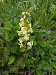 Pedicularis ascendens