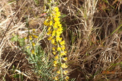 Lebeckia gracilis