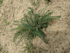Astragalus trichopodus
