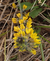 Lebeckia gracilis