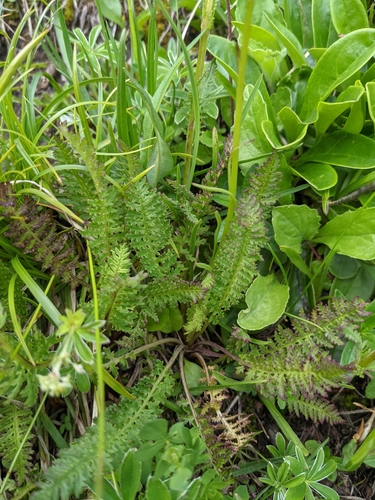 Image of Pedicularis ascendens by (c) Denis Bastianelli, some rights reserved (CC BY)