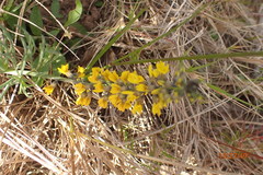 Lebeckia gracilis