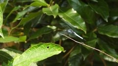 Orthetrum triangulare