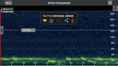 Nyctalus plancyi velutinus