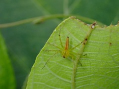 Oxyopes lineatipes