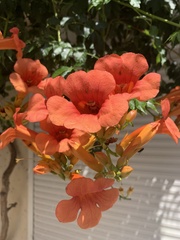 Campsis × tagliabuana