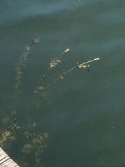 Potamogeton perfoliatus