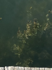 Potamogeton perfoliatus