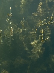 Potamogeton perfoliatus