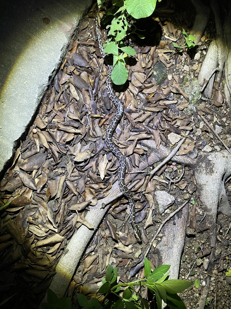Burmese Python in August 2021 by ong-siau-kun · iNaturalist