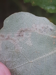 Aulagromyza tremulae