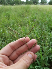 Paspalum pubiflorum pubiflorum