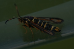 Bembecia ichneumoniformis