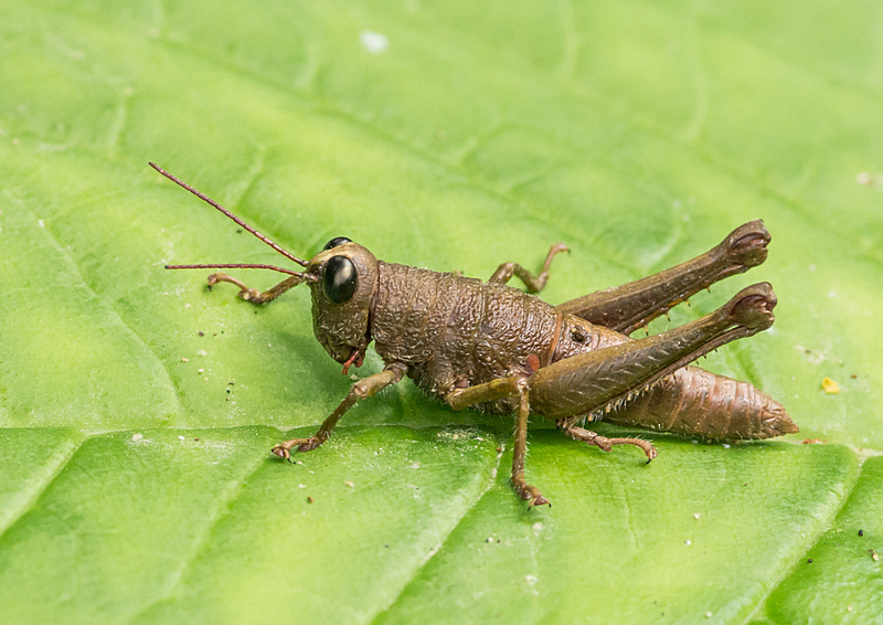 Rhytidochrota risaraldae