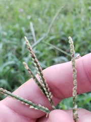 Paspalum pubiflorum pubiflorum