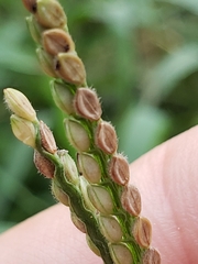 Paspalum pubiflorum pubiflorum