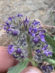 Phacelia lyallii