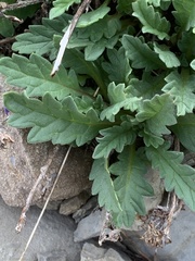Phacelia lyallii