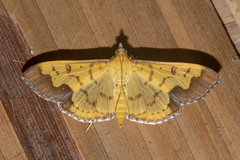 Meroctena tullalis