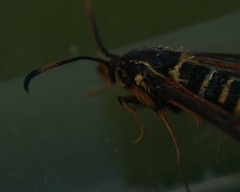 Bembecia ichneumoniformis