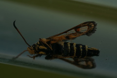 Bembecia ichneumoniformis