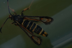 Bembecia ichneumoniformis