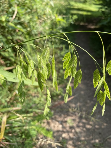 Northern sea oats