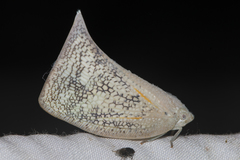 Lawana conspersa