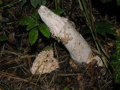 Phallus impudicus togatus