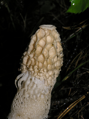 Phallus impudicus togatus