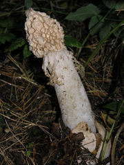 Phallus impudicus togatus