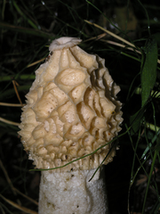 Phallus impudicus togatus