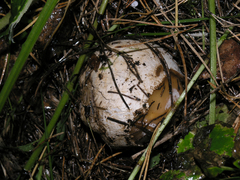 Phallus impudicus togatus