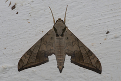 Ambulyx substrigilis