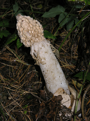 Phallus impudicus togatus