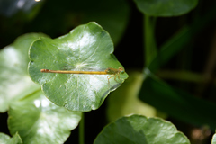 Ceriagrion melanurum