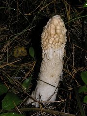 Phallus impudicus togatus