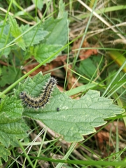 Aglais urticae