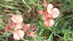Indigofera candicans