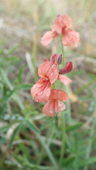 Indigofera candicans