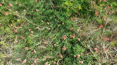 Indigofera candicans