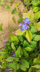 Ceratostigma plumbaginoides