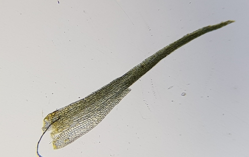 Image of Dwarf Swan-neck Moss by (c) Helen Waterman, some rights reserved (CC BY)