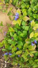 Ceratostigma plumbaginoides