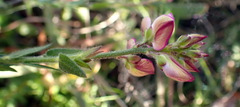 Polygala pubiflora