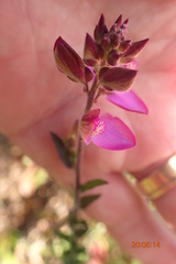 Polygala pubiflora